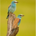 Mandelík hajní (Coracias garrulus) | fotografie