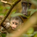 Mandril rýholící (Mandrillus sphinx) | fotografie