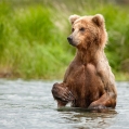 Medvěd grizzly (Ursus arctos horribilis), také:  medvěd... | fotografie