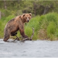 Medvěd grizzly (Ursus arctos horribilis), také:  medvěd... | fotografie