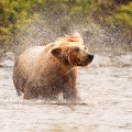 Medvěd grizzly (Ursus arctos horribilis), také:  medvěd... | fotografie