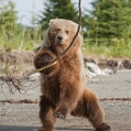 Medvěd grizzly (Ursus arctos horribilis), také:  medvěd... | fotografie