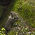 Medvěd hnědý (Ursus arctos) | fotografie