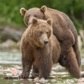 Medvěd kamčatský, páření  (Ursus arctos beringianus) | fotografie