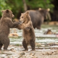 Medvěd kamčatský (Ursus arctos beringianus) | fotografie