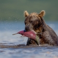 Medvěd kamčatský  (Ursus arctos beringianus) | fotografie