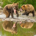 Medvěd kamčatský  (Ursus arctos beringianus) | fotografie