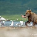 Medvěd kamčatský  (Ursus arctos beringianus) | fotografie