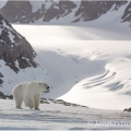 Medvěd lední,  Ursus maritimus | fotografie