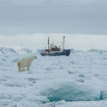 Medvěd lední,  Ursus maritimus | fotografie