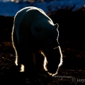 Medvěd lední (Ursus maritimus) | fotografie