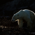 Medvěd lední, Ursus maritimus | fotografie