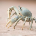 Modrý suchozemský krab  (Cardisoma guanhumi) | fotografie