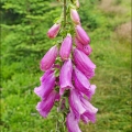 Náprstník červený ( Digitalis purpurea) | fotografie