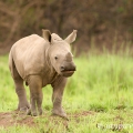 Nosorožec tuponosý (Ceratotherium simum) | fotografie