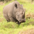 Nosorožec tuponosý (Ceratotherium simum) | fotografie