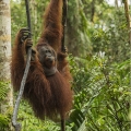 Orangutan bornejský (Pongo pygmaeus) , alfa samec | fotografie