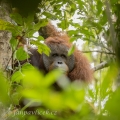 Orangutan bornejský (Pongo pygmaeus) alfa samec | fotografie