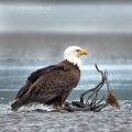 Orel bělohlavý , Haliaeetus leucocephalus | fotografie