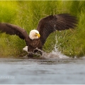 Orel bělohlavý , Haliaeetus leucocephalus | fotografie