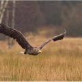 Orel mořský (Haliaeetus albicilla) | fotografie