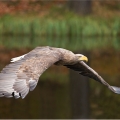 Orel mořský (Haliaeetus albicilla) | fotografie