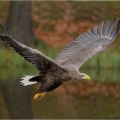 Orel mořský (Haliaeetus albicilla) | fotografie