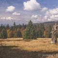 Pastviny Hochschachten (1165 m) , v pozadí Velký Javor (1 456... | fotografie