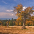 Pastviny Hochschachten (1165 m) , v pozadí Velký Javor (1 456... | fotografie