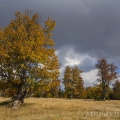 Pastviny Kohlschachten (1150 m) | fotografie