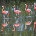 Plameňák karibský (Phoenicopterus ruber) | fotografie