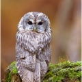 Puštík bělavý (Strix uralensis) | fotografie