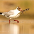 Racek černohlavý (Larus melanocephalus) | fotografie