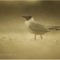 Racek chechtavý v lijáku (Larus ridibundus) | fotografie