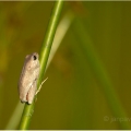 Rákosnička mramorovaná (Hyperolius marmoratus) | fotografie