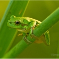 Rosnička zelená (Hyla arborea) | fotografie