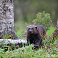 Rosomák sibiřský (Gulo gulo) | fotografie