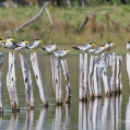 Rybák žlutozobý (Phaetusa simplex) | fotografie