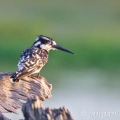 Rybařík jižní (Ceryle rudis) | fotografie