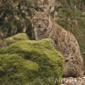 Rys ostrovid , Lynx lynx | fotografie