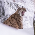 Rys ostrovid , Lynx lynx | fotografie