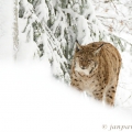 Rys ostrovid , Lynx lynx | fotografie