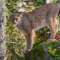 Rys ostrovid , Lynx lynx | fotografie
