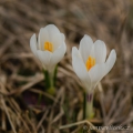 Šafrán jarní (Crocus vernus) | fotografie