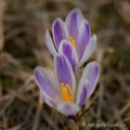 Šafrán jarní (Crocus vernus) | fotografie