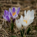 Šafrán jarní (Crocus vernus) | fotografie