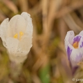 Šafrán jarní (Crocus vernus) | fotografie