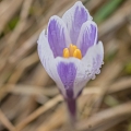 Šafrán jarní (Crocus vernus) | fotografie