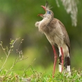 Seriema rudozobá (Cariama cristata) | fotografie