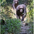 Šimpanz učenlivý (Pan troglodytes) | fotografie